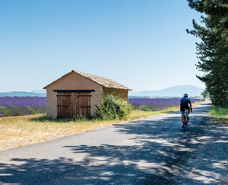 Cycliste traversant un champ de lavande